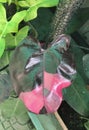 Beautiful variegated leaf of Philodendron Erubescens (Pink Princess). Royalty Free Stock Photo