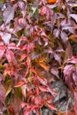 Beautiful variegated leaves with different colours