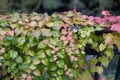 Beautiful variegated leaves with different colours