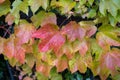 Beautiful variegated leaves with different colours
