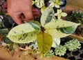 Beautiful variegated leaves of Ficus Elastica Shivereana