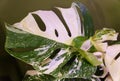 Beautiful variegated leaves of Monstera Albo Borsigiana, a popular indoor tropical plant Royalty Free Stock Photo