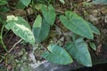 Beautiful variegated leaves of Philodendron Jose Buono, a climbing tropical plant