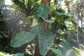 Beautiful and large variegated leaves of Philodendron Jose Buono, a climbing tropical plant