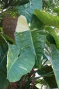 Closeup of the beautiful variegated leaves of Philodendron Jose Buono, a climbing tropical plant