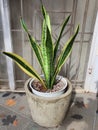 A beautiful variegated snake plant in the cement pots