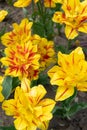 Beautiful variegated terry buds of yellow tulip flowers