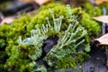 Beautiful variety of lush moss and lichen