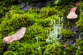 Beautiful variety of lush moss and lichen