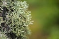 Beautiful variety of lush moss and lichen on the trunk of a tree in summer