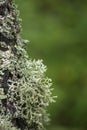 Beautiful variety of lush moss and lichen on the trunk of a tree in summer