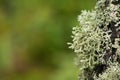 Beautiful variety of lush moss and lichen on the trunk of a tree in summer