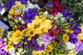 Beautiful various colorful spring flowers