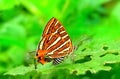 Beautiful Various Colourful Butterfly in Green Garden