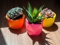 Beautiful various geometric concrete planters with cactus, flower and succulent plant. Colorful painted concrete pots for home Royalty Free Stock Photo