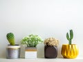 Beautiful various geometric concrete planters with cactus, flowers and succulent plant. Painted concrete pots for home decoration