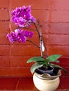 A beautiful vase with a violet orchid on a varnished brick background Royalty Free Stock Photo
