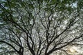 Beautiful vast natural abstract silhouette pattern of giant raintree branches with fresh abundance green leaves and clear blue sky