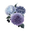 Beautiful vector bouquet composition with watercolor blue hydrengea and dahlia flowers and blackberry. Stock