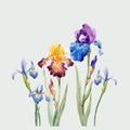 Watercolor iris vector composition Royalty Free Stock Photo