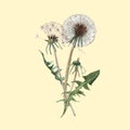 Watercolor dandelion blowball vector illustration Royalty Free Stock Photo