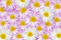 Beautiful vector flower background with realistic camomiles.