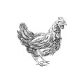 Beautiful vector hand drawn chicken Illustration.