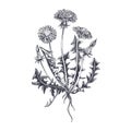 Vector hand drawn Dandelion Illustration Royalty Free Stock Photo