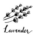 Beautiful vector hand drawn lavender tea herb Royalty Free Stock Photo