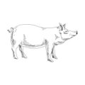 Beautiful vector hand drawn meat products Illustration. Royalty Free Stock Photo