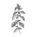 Beautiful vector hand drawn tea herb Illustration. Royalty Free Stock Photo