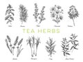 Beautiful vector hand drawn tea herbs Illustrations. Royalty Free Stock Photo