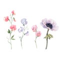 Beautiful vector watercolor floral set with anemone and sweet pea flowers. Stock illustration.