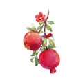 Pomegranate fruit vector branch