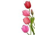Spring flowers. Beautiful tulips. Floral background. Buds. Pink. Red. Green leaves. Royalty Free Stock Photo