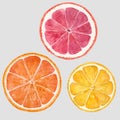 Watercolor citrus fruits vector illustration