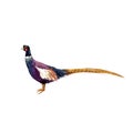 Watercolor pheasant vector illustration Royalty Free Stock Photo