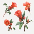 Watercolor pomegranate vector flowers