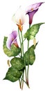 Beautiful vector image with nice watercolor calla lily flowers
