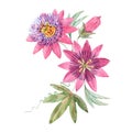 Beautiful vector image with watercolor summer pink passionflower painting. Stock illustration. Royalty Free Stock Photo