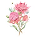 Beautiful vector image with watercolor summer pink protea flower painting. Stock illustration.