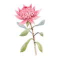 Beautiful vector image with watercolor summer pink protea flower painting. Stock illustration.