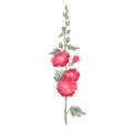 Beautiful vector image with watercolor summer red mallow flower painting. Stock illustration.