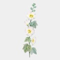 Beautiful vector image with watercolor summer white mallow flower painting. Stock illustration.
