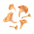 Beautiful vector natural clip art with watercolor hand drawn forest chanterelle mushroom. Stock illustration.