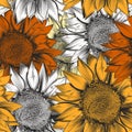Beautiful vector pattern from drawn sunflowers Royalty Free Stock Photo