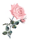 Beautiful vector pink English rose in vintage antique high detailed style