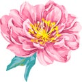 Beautiful vector rose flower illustration Beautiful vector rose flower illustration