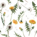 Watercolor dandelion blowball vector pattern