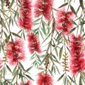 Watercolor australian callistemon seamless pattern